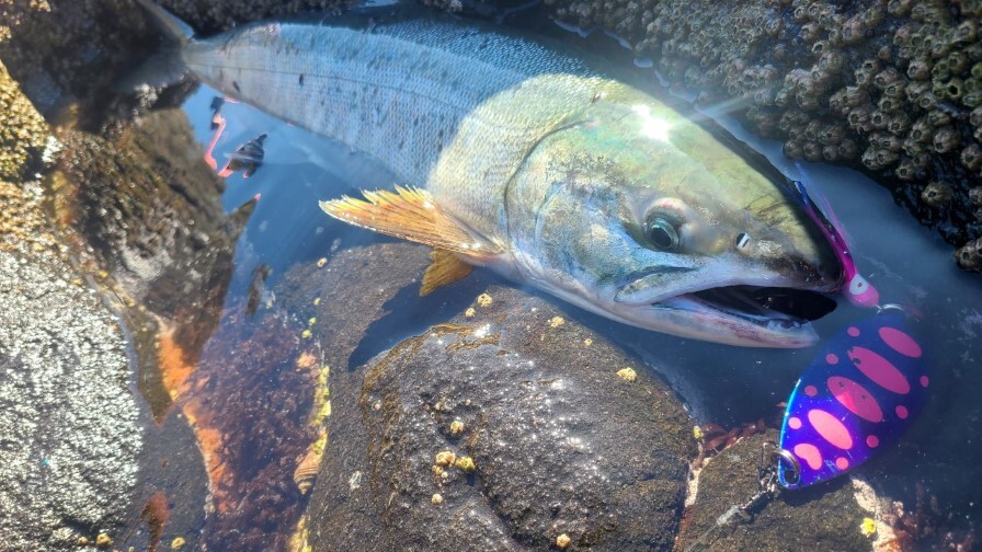 サケ（アキアジ）釣り】ウキルアーの基本：エキスパートが教える
